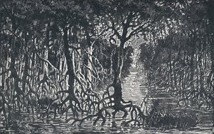 Äquatorialer afrikanischer Wald, 1924 von Unbekannt