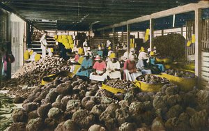 Esfakis - Schwammpackhaus - Nassau, Bahamas, ca. 1930er Jahre von Unbekannt