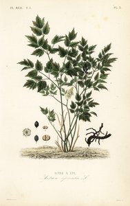 Christophskraut von Unbekannt
