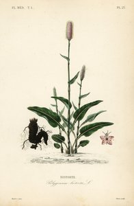 Schlangen-Knöterich, Persicaria bistorta