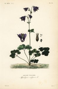 Gewöhnliche Akelei, Aquilegia vulgaris