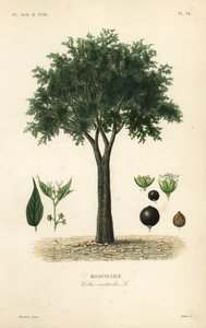 Europäischer Zürgelbaum, Mittelmeer-Hackbeere, Lotebaum oder Honigbeere, Celtis australis
