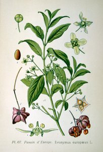 Europäischer Spindelbaum, 1893