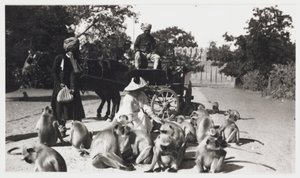Europäische Frau füttert eine Affenbande, Indien, um 1910 von Unbekannt