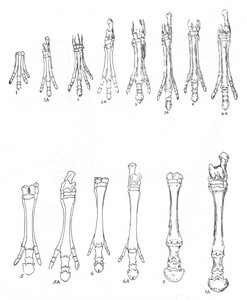 Evolution des Pferdes, ca. 1920 von Unbekannt