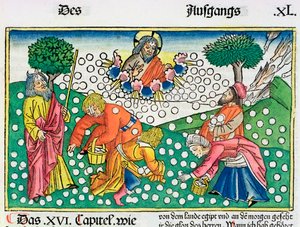Exodus 16:13-22: Gott versorgt die Israeliten mit Wachteln und Manna