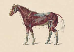 Äußere Muskeln und Sehnen des Pferdekörpers, ca. 1879