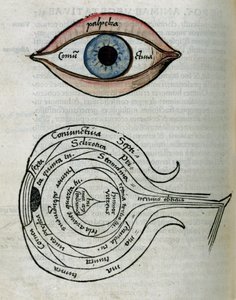 Augenstruktur