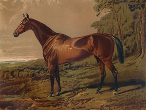 Schöne Nell, ca. 1879