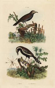 Feenfliege, Südlicher Weißfransen-Ameisenvogel und Schwarzkehl-Ameisenvogel