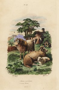Fettschwanzschaf, Ovis aries 1, und Merinoschaf, Ovis aries 2