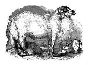 Fettschwanzschaf aus Syrien, 1848 von Unbekannt