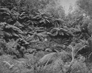 Farnbaumtal, unter dem Mount Wellington, 19. Jahrhundert