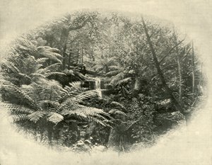 Fern Tree Gully, Tasmanien, 1901 von Unbekannt