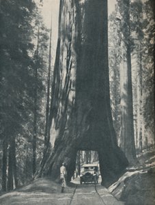 Feines Exemplar des größten Organismus, der je gelebt hat, um 1935 von Unbekannt
