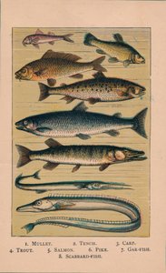Fisch, 1907