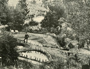 Fischteiche, Ercildoune, in der Nähe von Ballarat, 1901 von Unbekannt