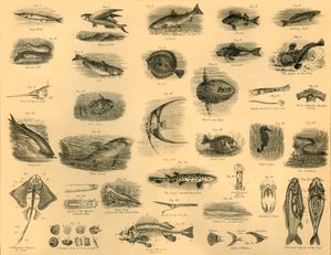 Fische, um 1910