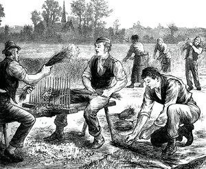 Flachsreißen, um 1880