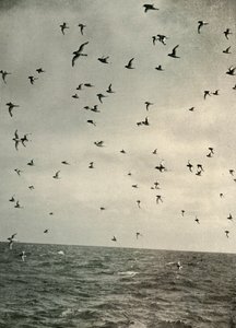 Flug der Antarktischen Sturmtaucher, ca. 1908, 1909 von Unbekannt
