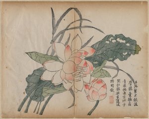 Blühender Lotus und Knospe, 18. Jahrhundert von Unbekannt
