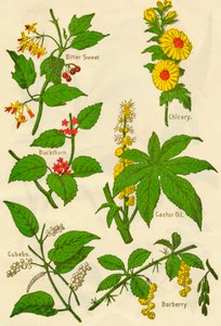 Blumen: Bittersüß, Faulbaum, Kubeben, Chicorée, Rizinus, Berberitze, ca. 1940