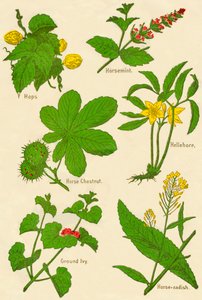 Blumen: Hopfen, Pferdeminze, Rosskastanie, Nieswurz, Gundermann, Meerrettich, ca. 1940