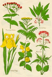Blumen: Thorough Wort, Rainfarn, Sassafras, Baldrian, Gelbe Schwertlilie, Tee, Baldrian, ca. 1940
