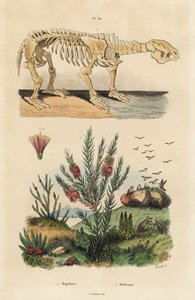 Fossiles Skelett eines ausgestorbenen Riesenfaultiers, Megatherium americanum, und Teebaum oder Honigmyrtenstrauch, Melaleuca-Arten
