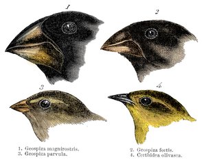Vier der von Darwin auf den Galapagos-Inseln beobachteten Finkenarten von Unbekannt