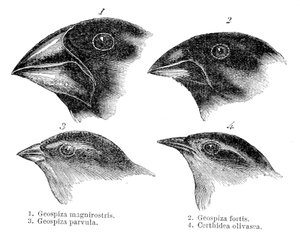 Vier der von Darwin auf den Galapagos-Inseln beobachteten Finkenarten von Unbekannt