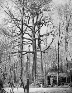 Französischer Beobachtungsposten in einem Baum, Frankreich, Erster Weltkrieg, 1915 von Unbekannt