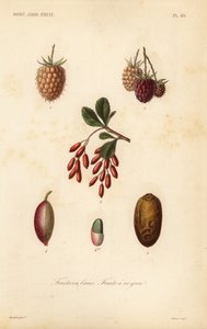 Früchte, Nüsse und Beeren von Unbekannt