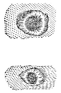Galileos Zeichnung von Mondkratern, 1611, um 1655