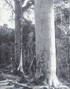 Riesiger Kauri-Baum, spätes 19. - frühes 20. Jahrhundert von Unbekannt