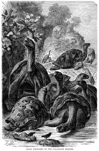Riesenschildkröten der Galapagos-Inseln, die von Darwin beobachtet wurden, 1894