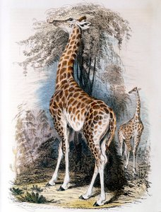 Giraffe, die an einem Baum frisst, 1836