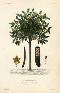 Goldregenbaum, Cassia fistula von Unbekannt