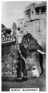 Staatselefant in Kostüm, Südindien, ca. 1925