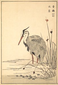 Graureiher Aosagi und Mizu-aoi-Pflanze, 1857 von Unbekannt