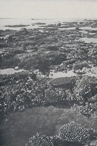 Great Barrier Reef, 1924 von Unbekannt