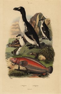 Riesenalk, Pinguinus impennis, ausgestorben, und Brasilianischer Sandbarsch, Pinguipes brasilianus