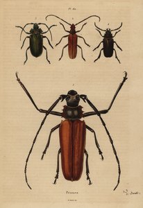 Großer Langhornkäfer, Aegosoma scabricorne, Pyrodes nitidus und Prionus desmaretii