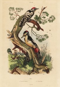 Buntspecht, Dendrocopos major, und Kleinspecht, Dryobates minor von Unbekannt