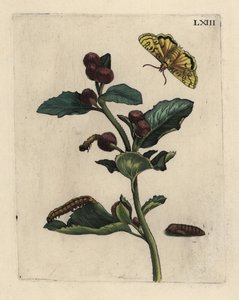 Große Klette, Arctium lappa Pflanze, mit Motte, Raupe und Puppe