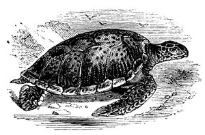 Grüne Meeresschildkröte Chelone mydas, um 1890