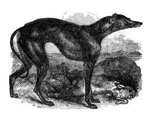Windhund, 1848