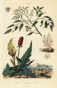 Gumbo-Limbo, Breitseefächerkoralle oder Warzige Gorgonie und Gefleckter Aronstab von Unbekannt