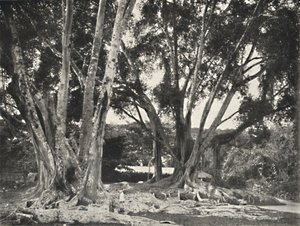Gummibäume Ficus elastica, 1926 von Unbekannt