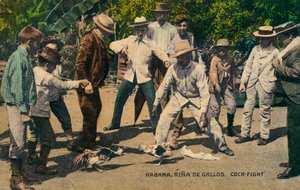 Habana. Hahnenkampf, ca. 1900er Jahre
